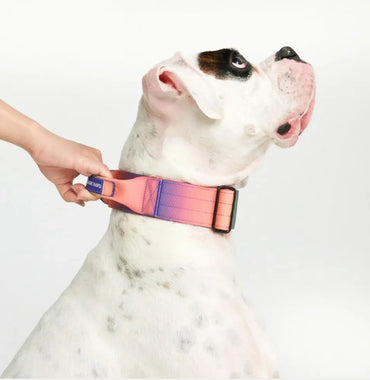 SparkPaws コンフォート コントロールカラー カレイドスコープ 5cm幅