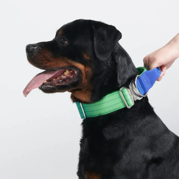 SparkPaws コンフォート コントロールカラー ライムウェーブ 3.8cm幅