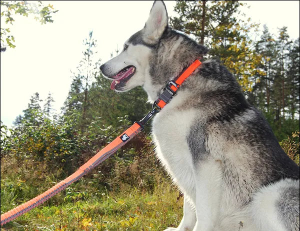 Truelove 犬 腰巻きリード ハンズフリー 大型犬 中型犬 ランニング用 2way